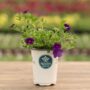 Calibrachoa – Cabaret Midnight Blue – 4.5″ Pot